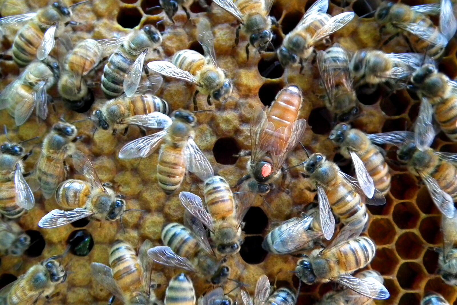 FujiFilm FinePix HS10 (FinePix HS11) sample photo. Marked queen, honey bee photography