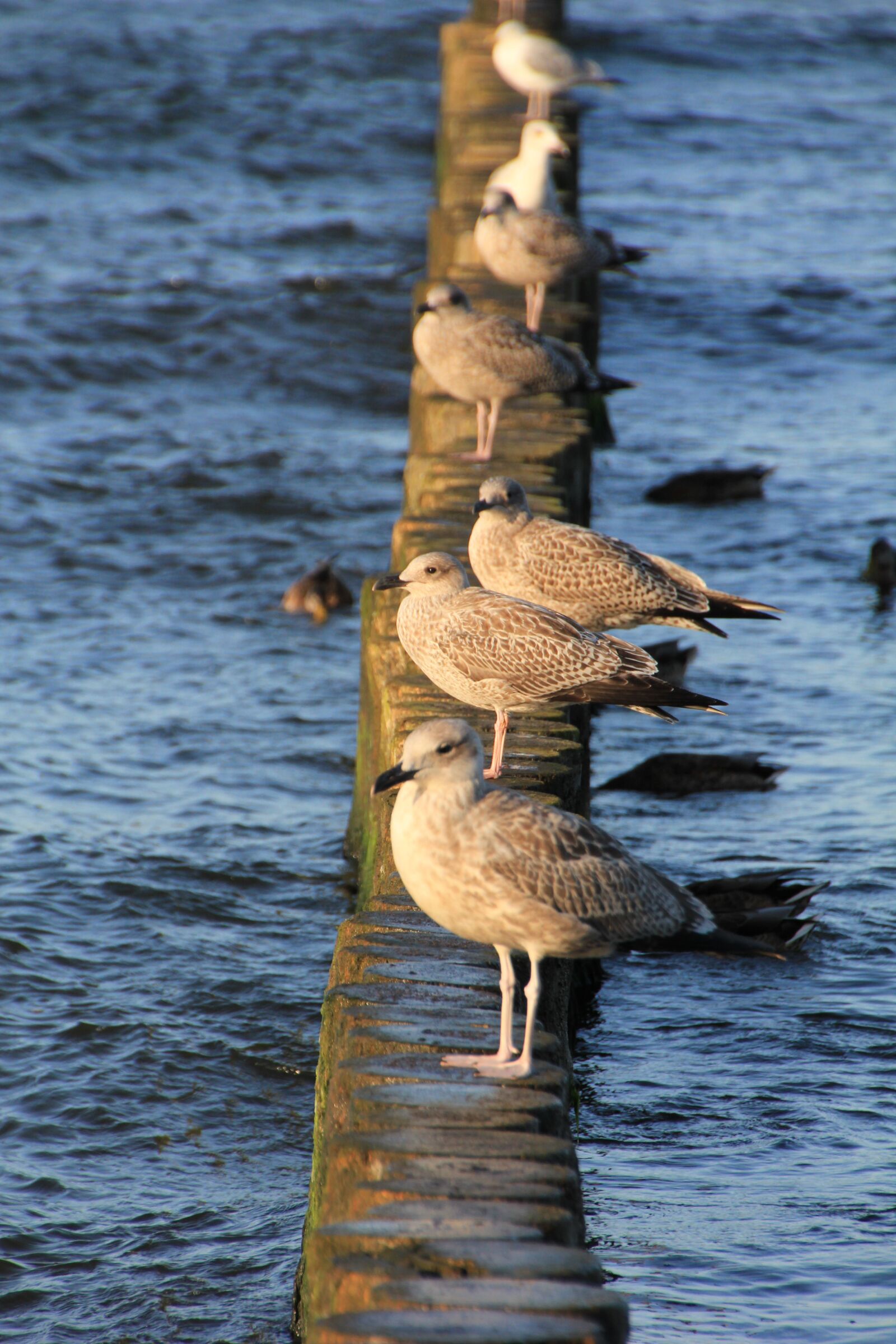 Canon EOS 550D (EOS Rebel T2i / EOS Kiss X4) sample photo. Gulls, vacations, beach photography