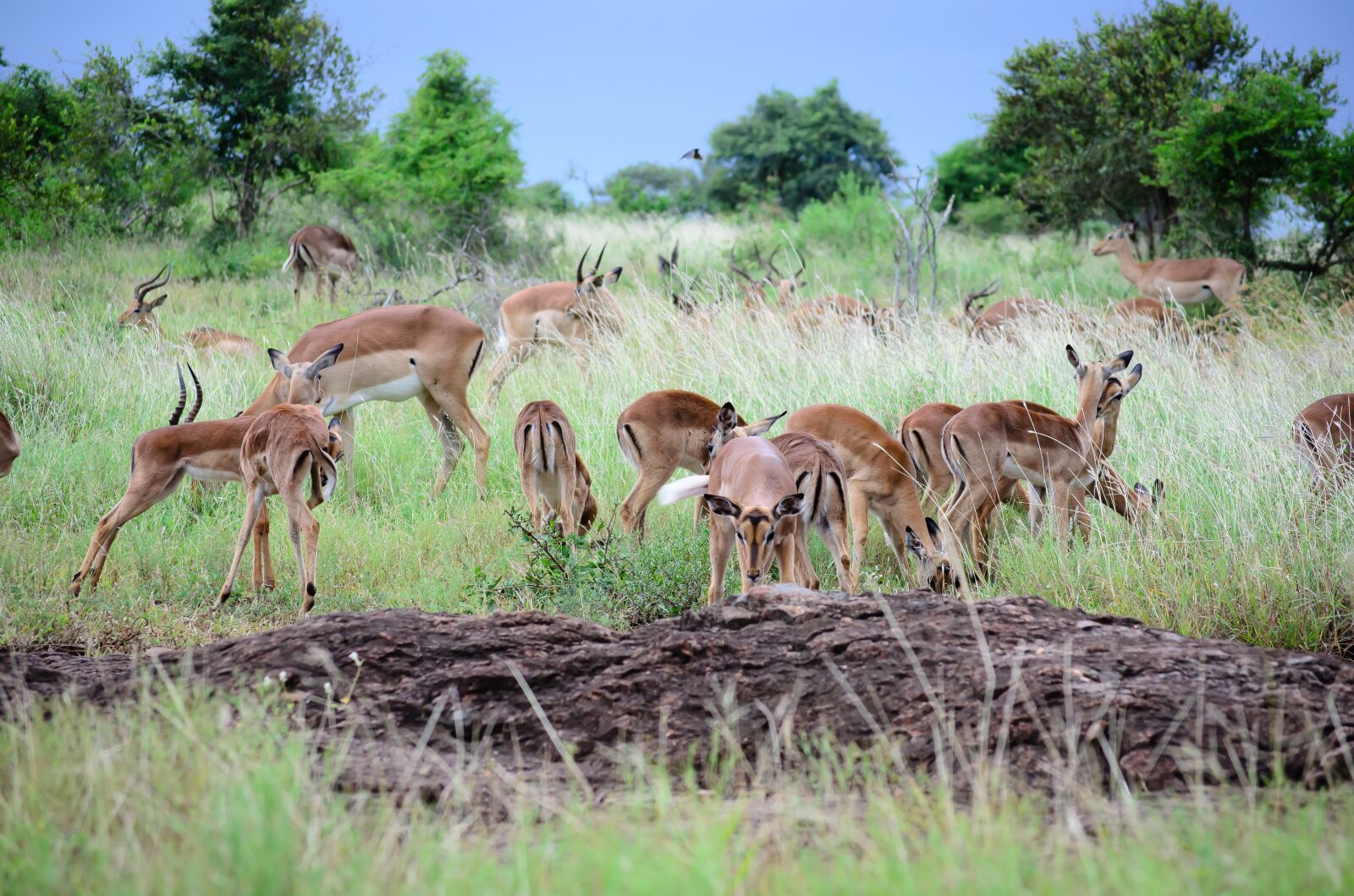 Nikon D5100 sample photo. Wildlife, animal, mammal photography