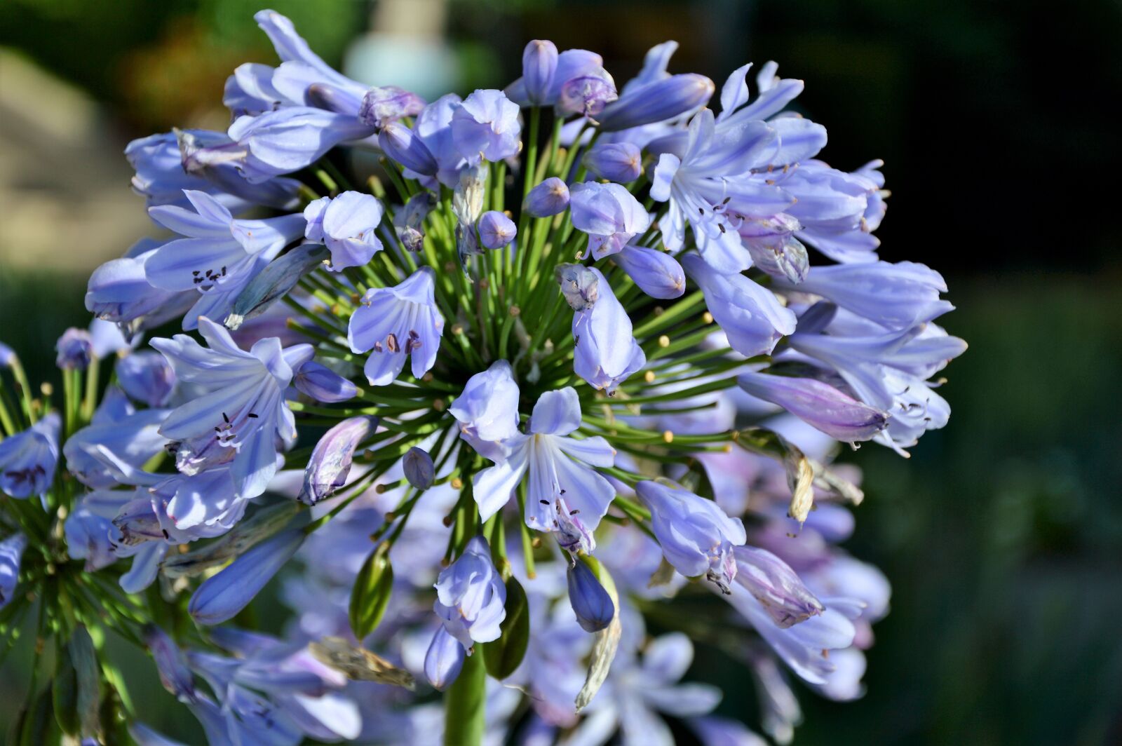 Nikon D3200 sample photo. Agapanthus, volga lily, agapanthus photography