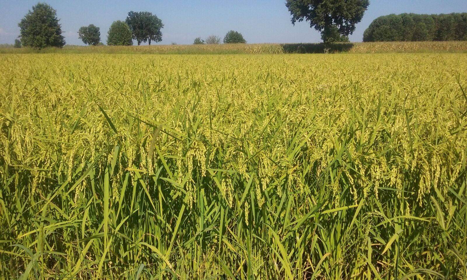 Samsung Galaxy Core Prime sample photo. Summer, rice field, ears photography