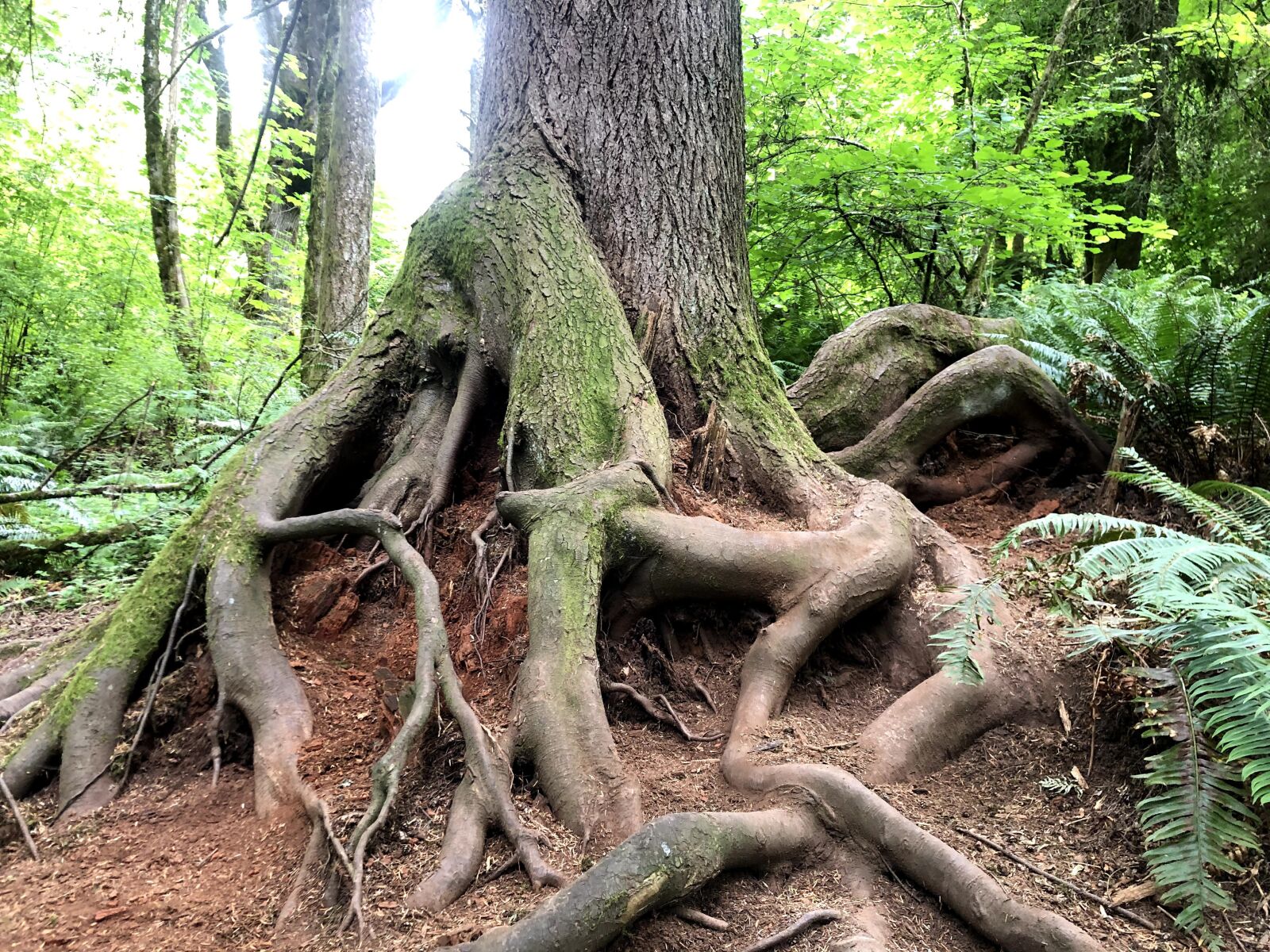 iPhone X back dual camera 4mm f/1.8 sample photo. Root, scouter mountain, tree photography