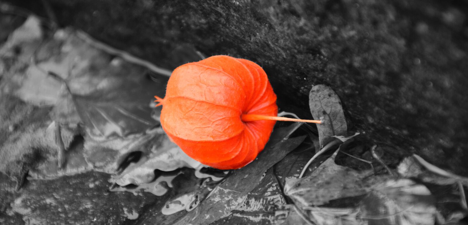 Nikon D3300 sample photo. Lampionblume, physalis alkekengi, lantern photography