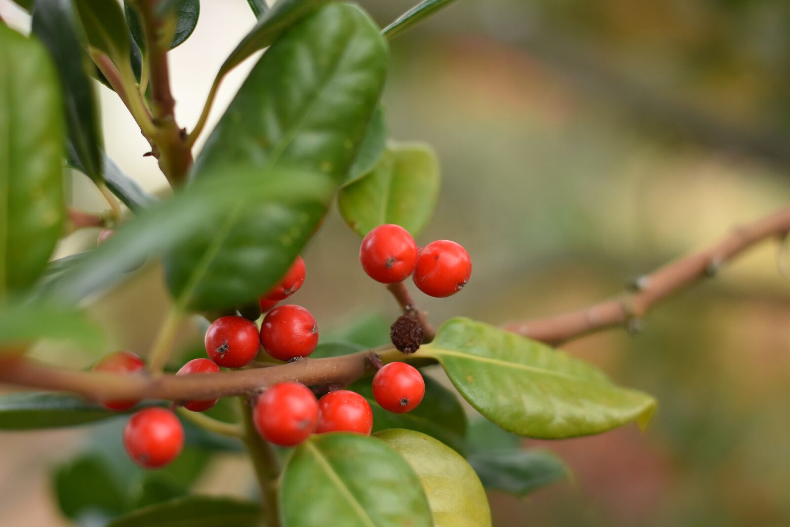 Nikon D7200 sample photo. Garden, berries, bush photography