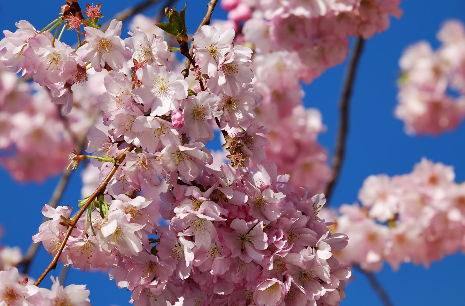 Fujifilm XF 55-200mm F3.5-4.8 R LM OIS sample photo. Japanese cherry trees, blossom photography