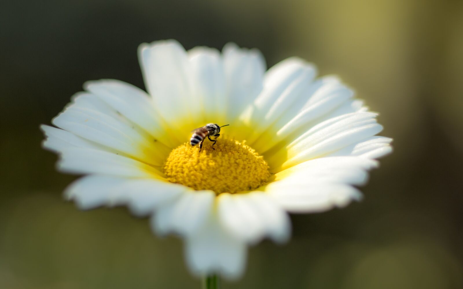Canon EOS 7D Mark II sample photo. Bee, flower, white photography