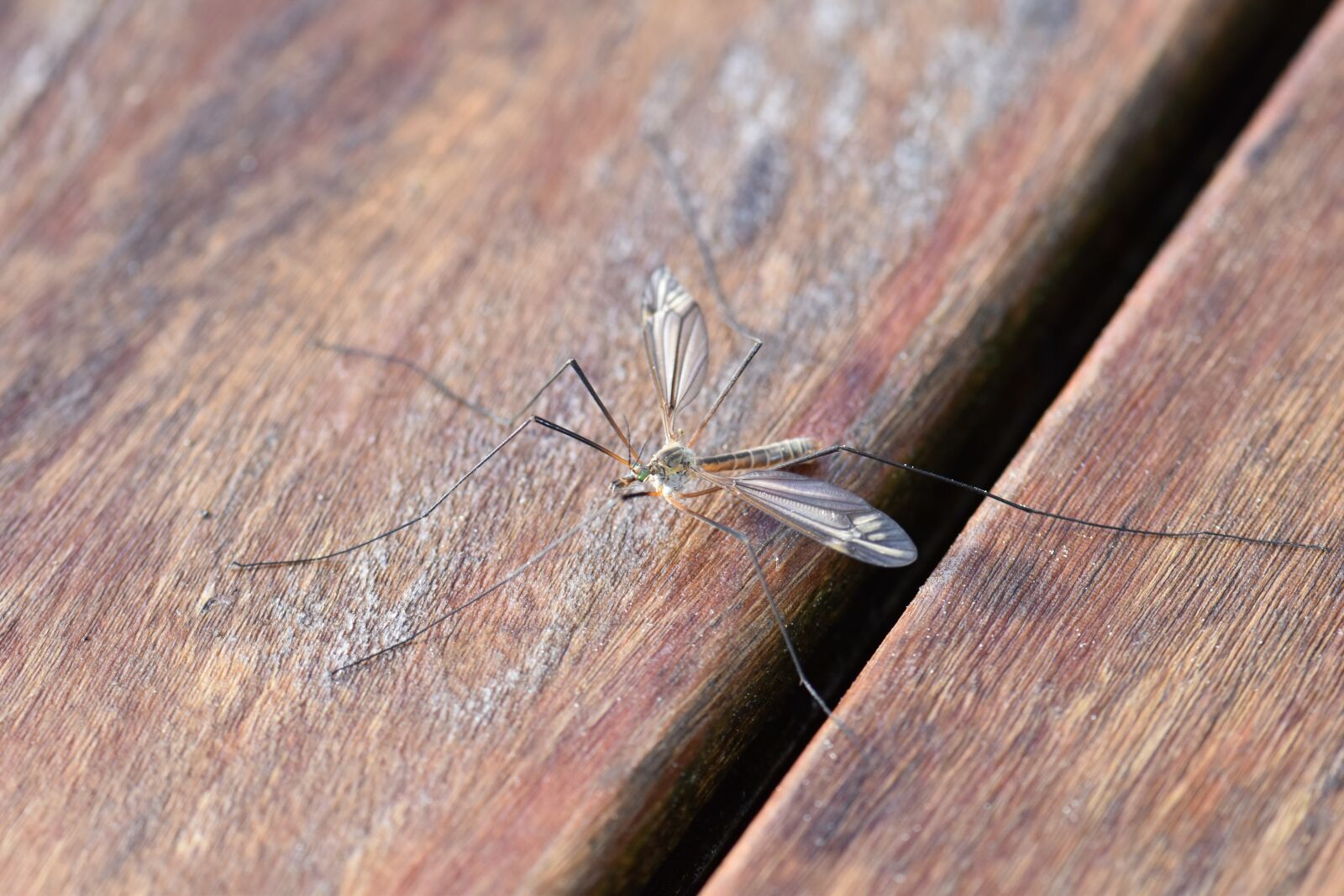 Nikon D5500 sample photo. Mosquito, insect, nature photography