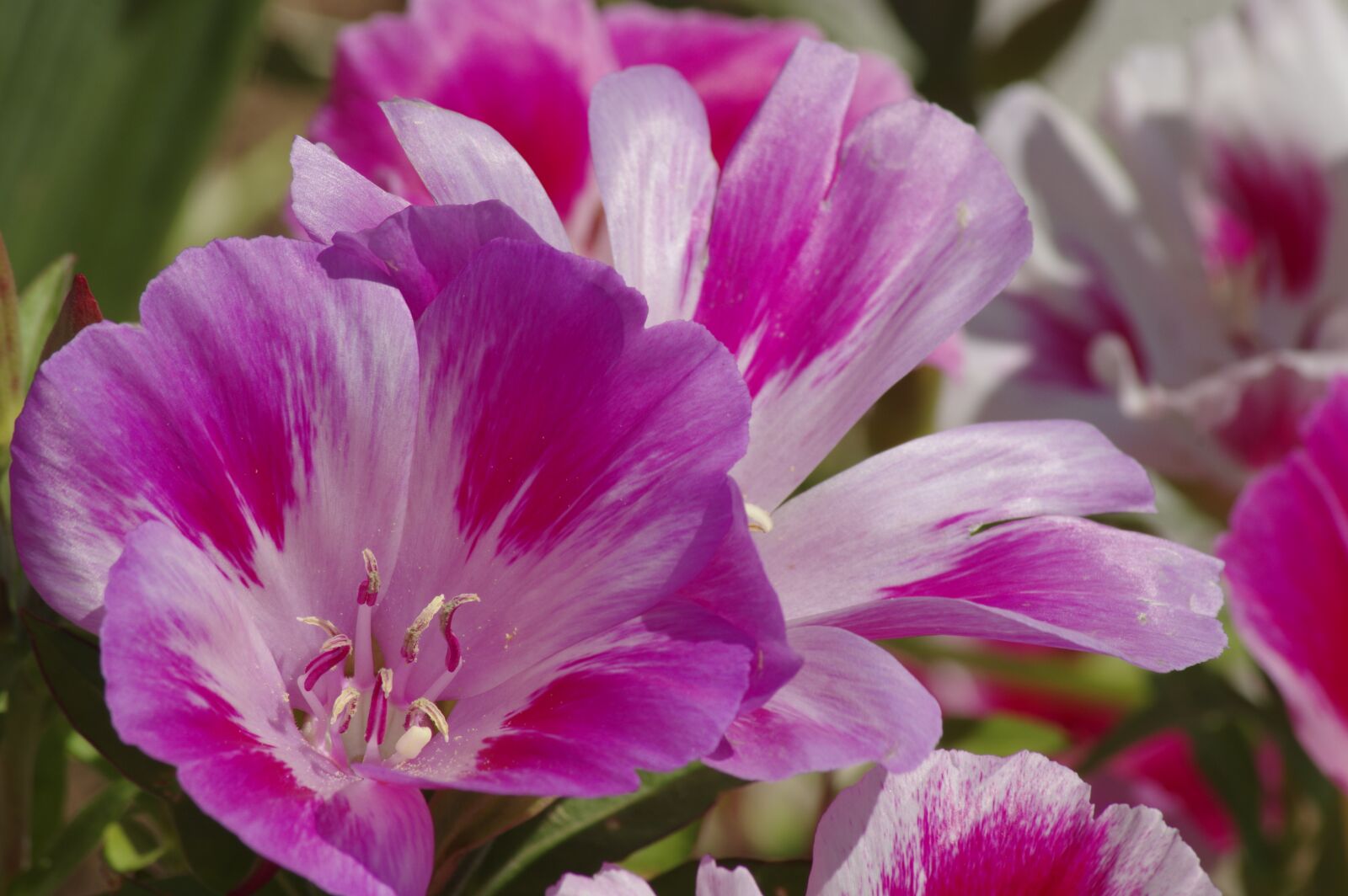 Pentax K-3 sample photo. Flowers, pink flower, summer photography