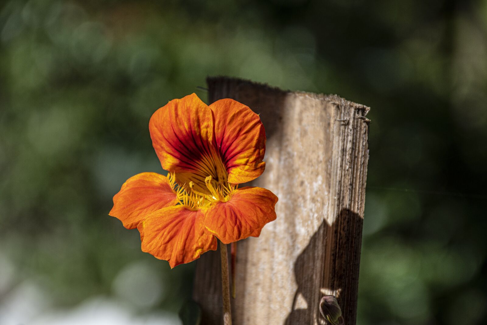Nikon D5500 sample photo. Orange flower, plant, nasturtium photography