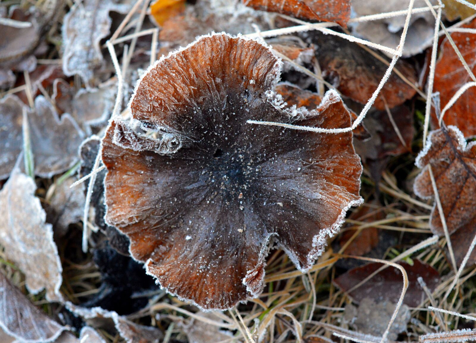 Nikon D3200 sample photo. Mushroom, nature, brown photography