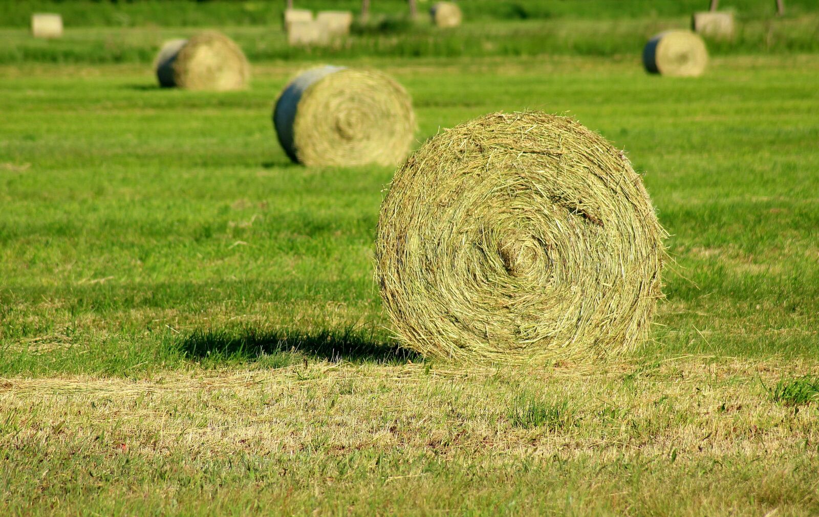 Canon EOS 1200D (EOS Rebel T5 / EOS Kiss X70 / EOS Hi) sample photo. Hay, cut grass, haymaking photography