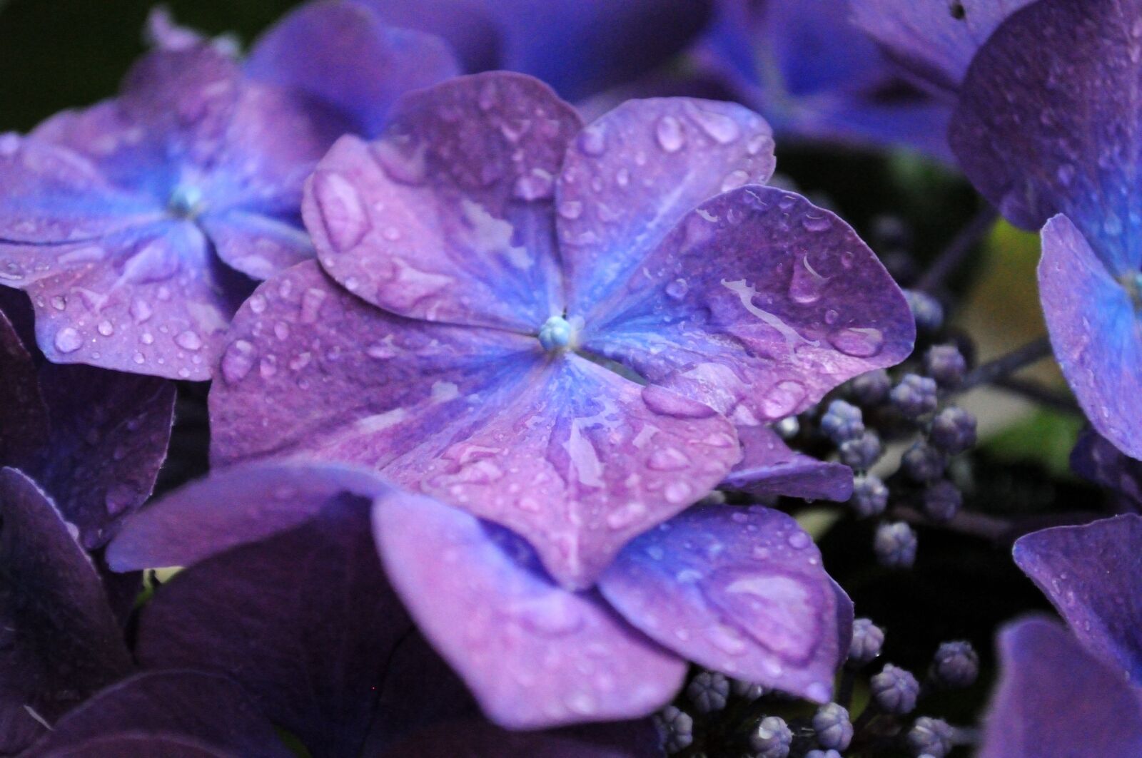 Nikon D5000 sample photo. Blue, hydrangea, flower photography