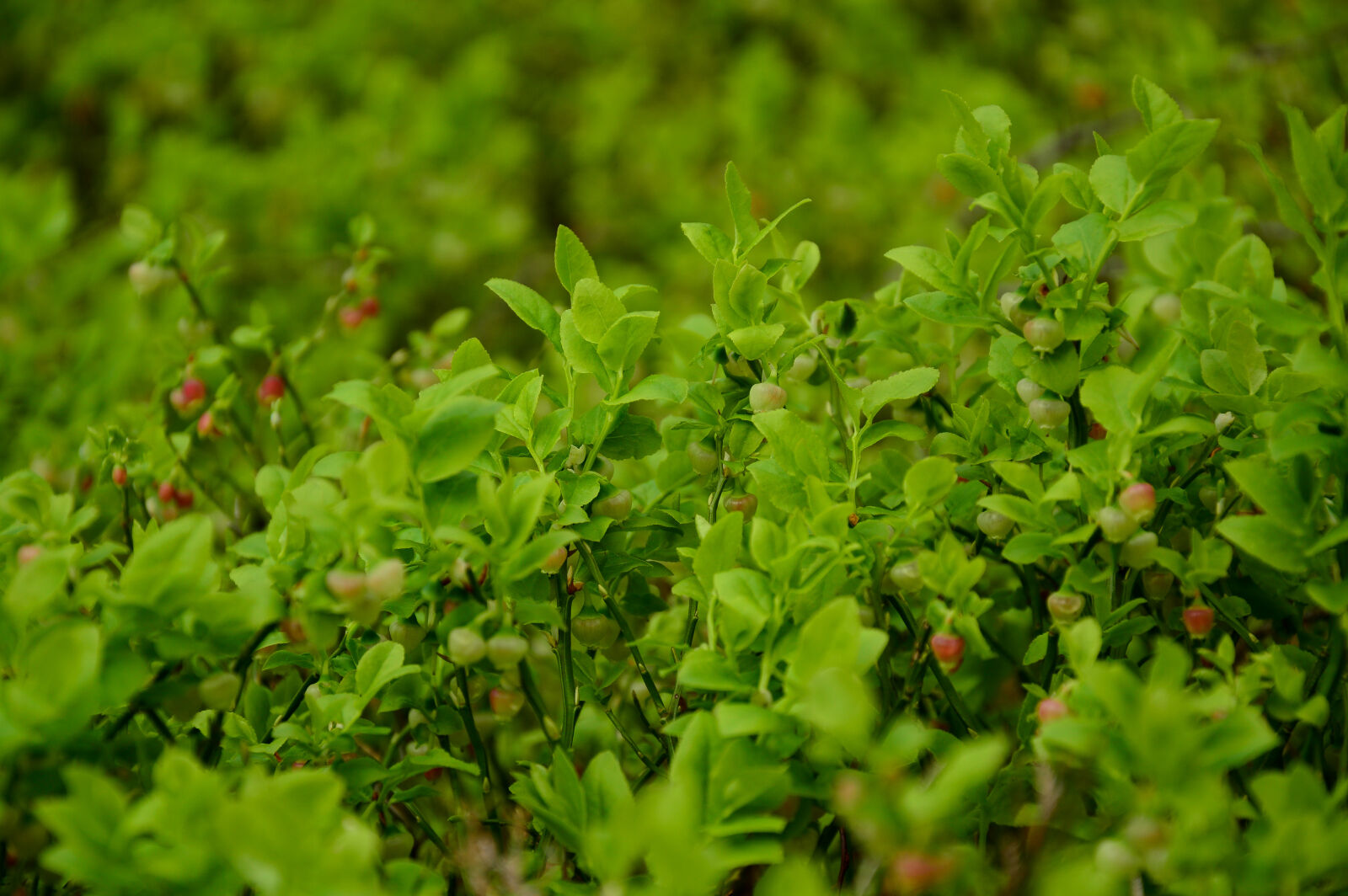 Nikon D3200 sample photo