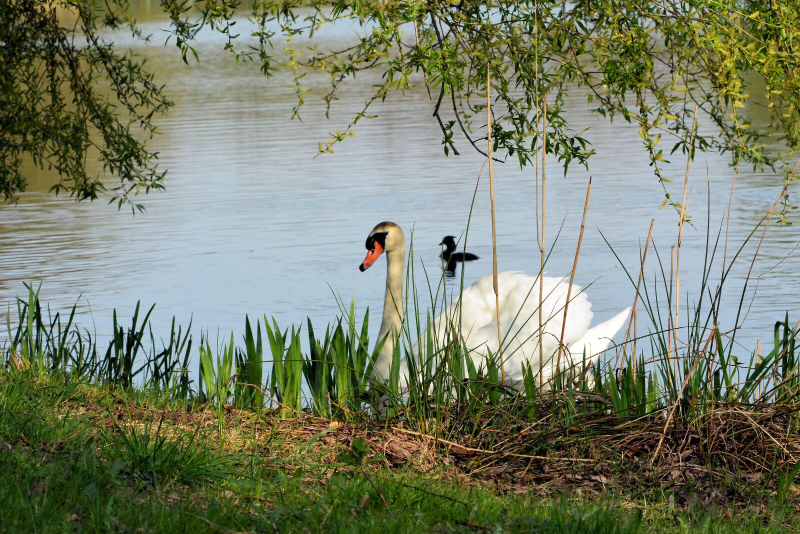 Nikon D7100 sample photo. Nature, swan, water photography