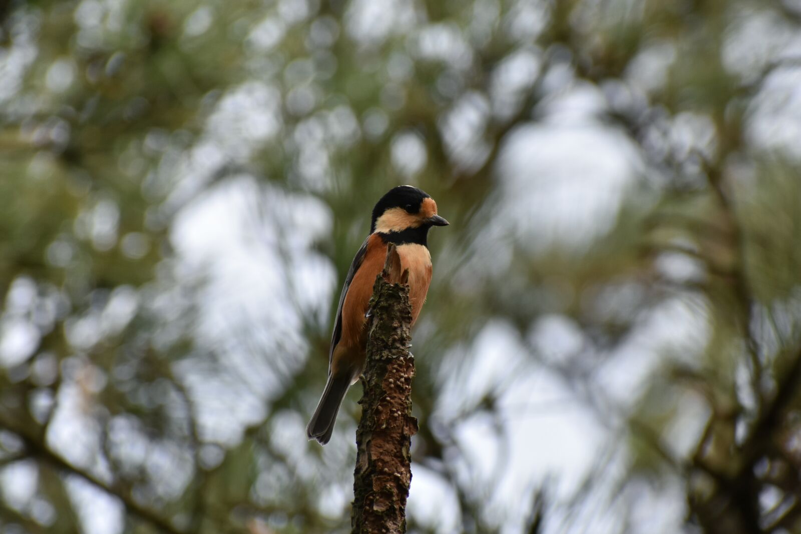 Nikon D7200 sample photo. Animal, forest, bird photography