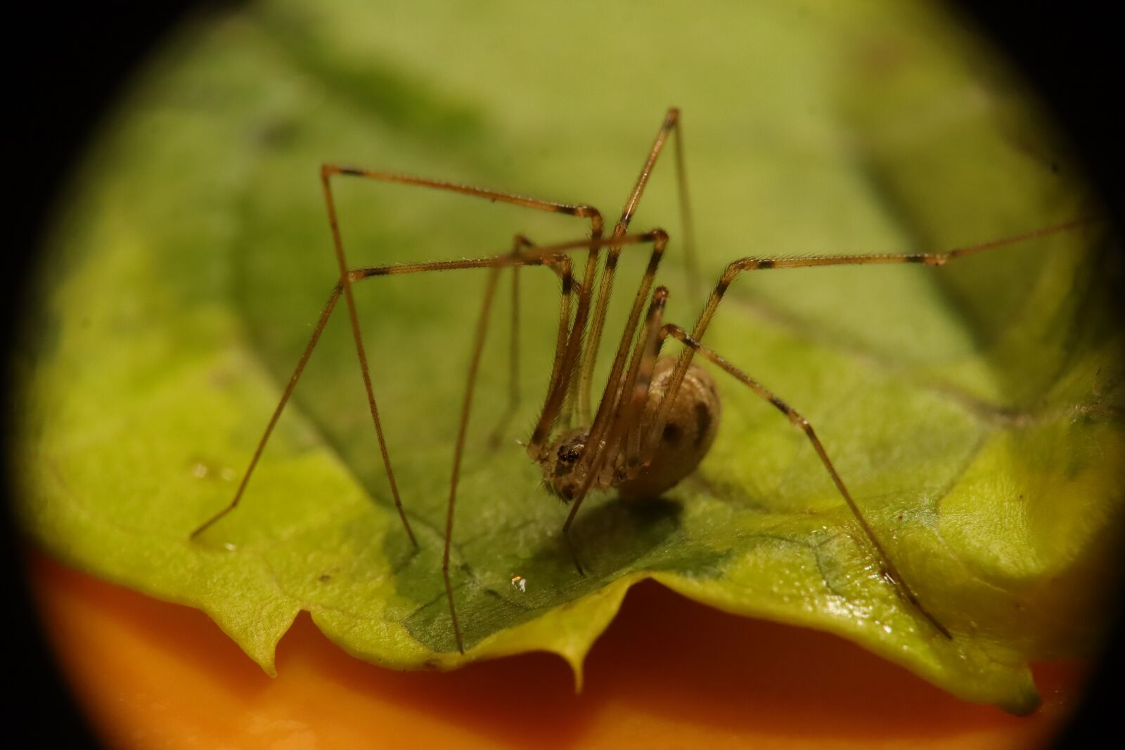 Canon EF-M 15-45mm F3.5-6.3 IS STM sample photo. Arachnid, spider, insect photography
