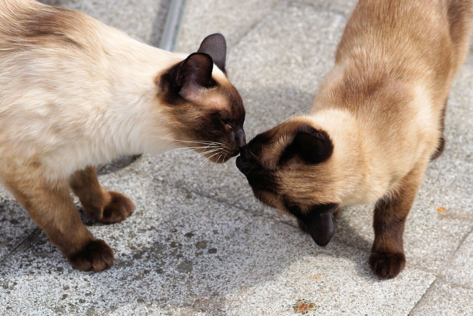 Sony a6000 + E 60mm F2.8 sample photo. Siam, siamese cat, cat photography