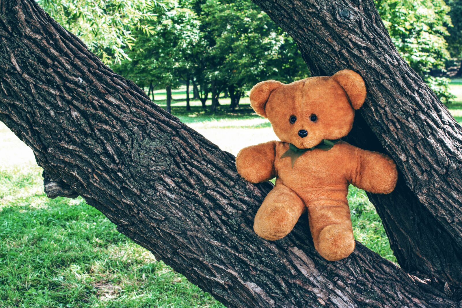 Canon EOS 450D (EOS Rebel XSi / EOS Kiss X2) sample photo. Bear, teddy, toy photography