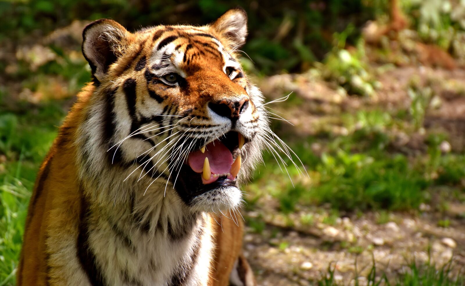 Nikon D7200 sample photo. Tiger, predator, fur photography
