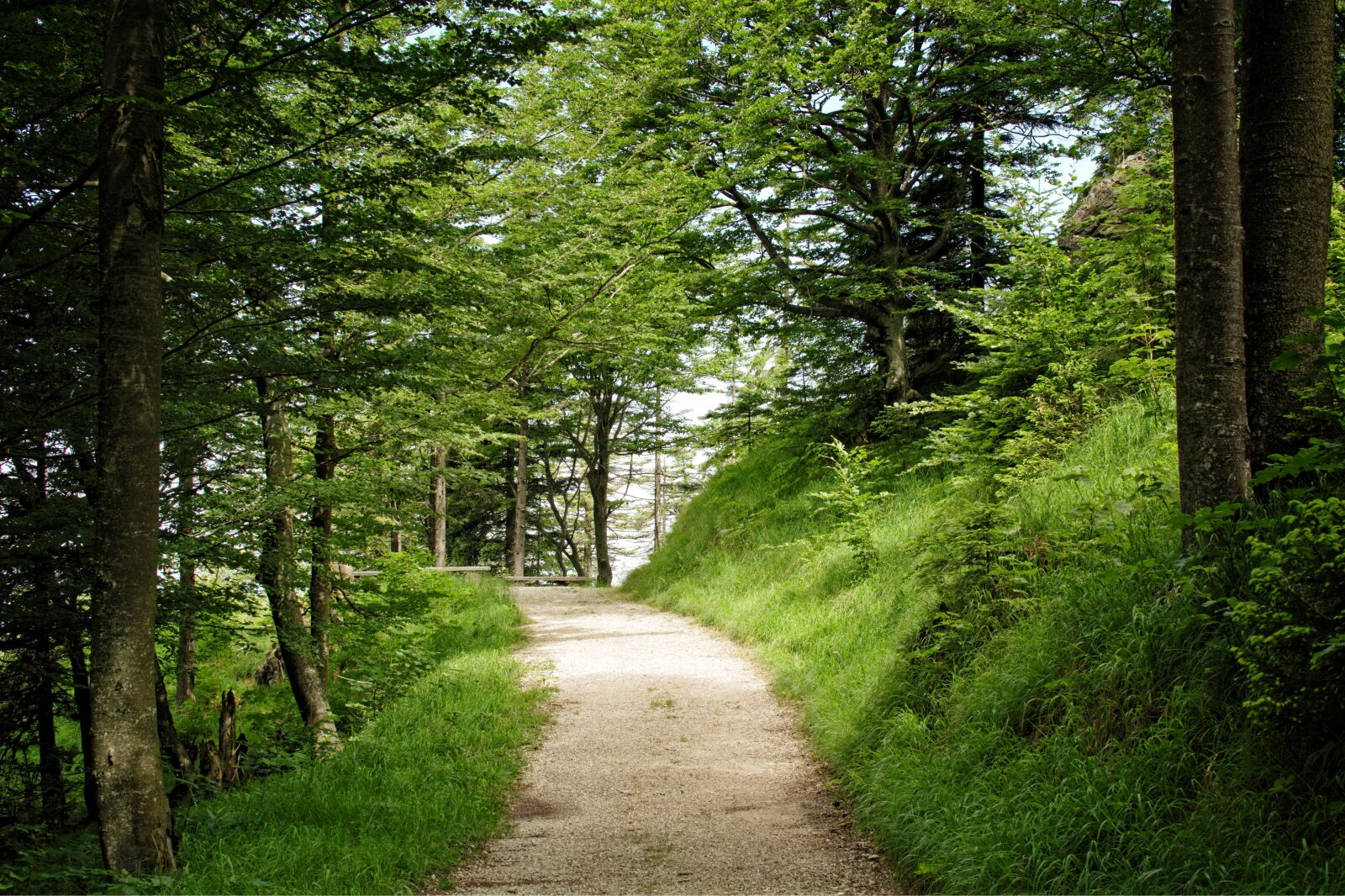 Nikon D7100 sample photo. Trail, away, nature photography