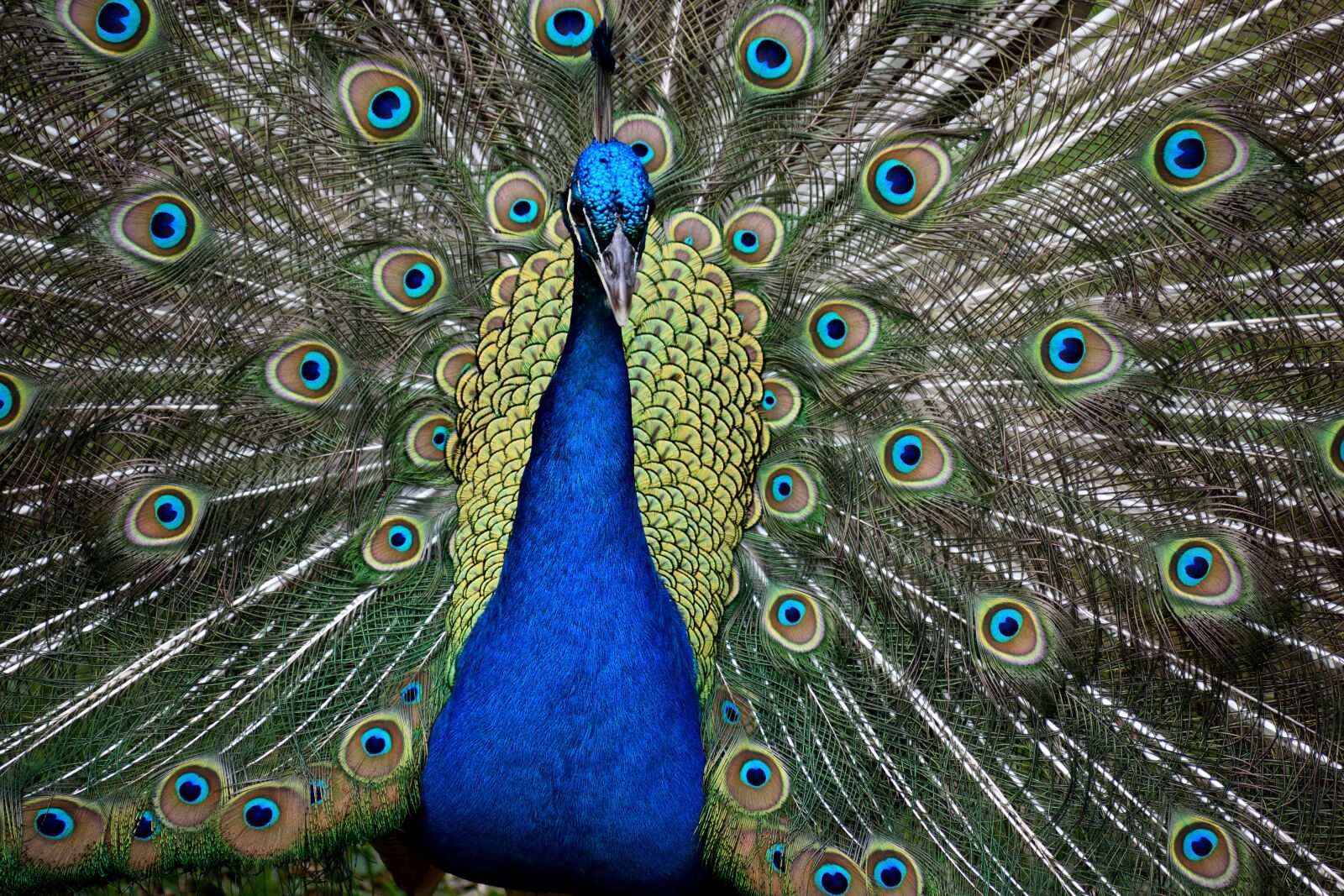 Nikon D3300 sample photo. Peacock, bird, wildlife photography