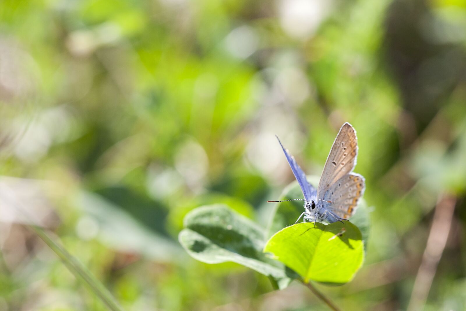 Canon EOS 5D Mark II sample photo. Butterfly, macro, insect photography
