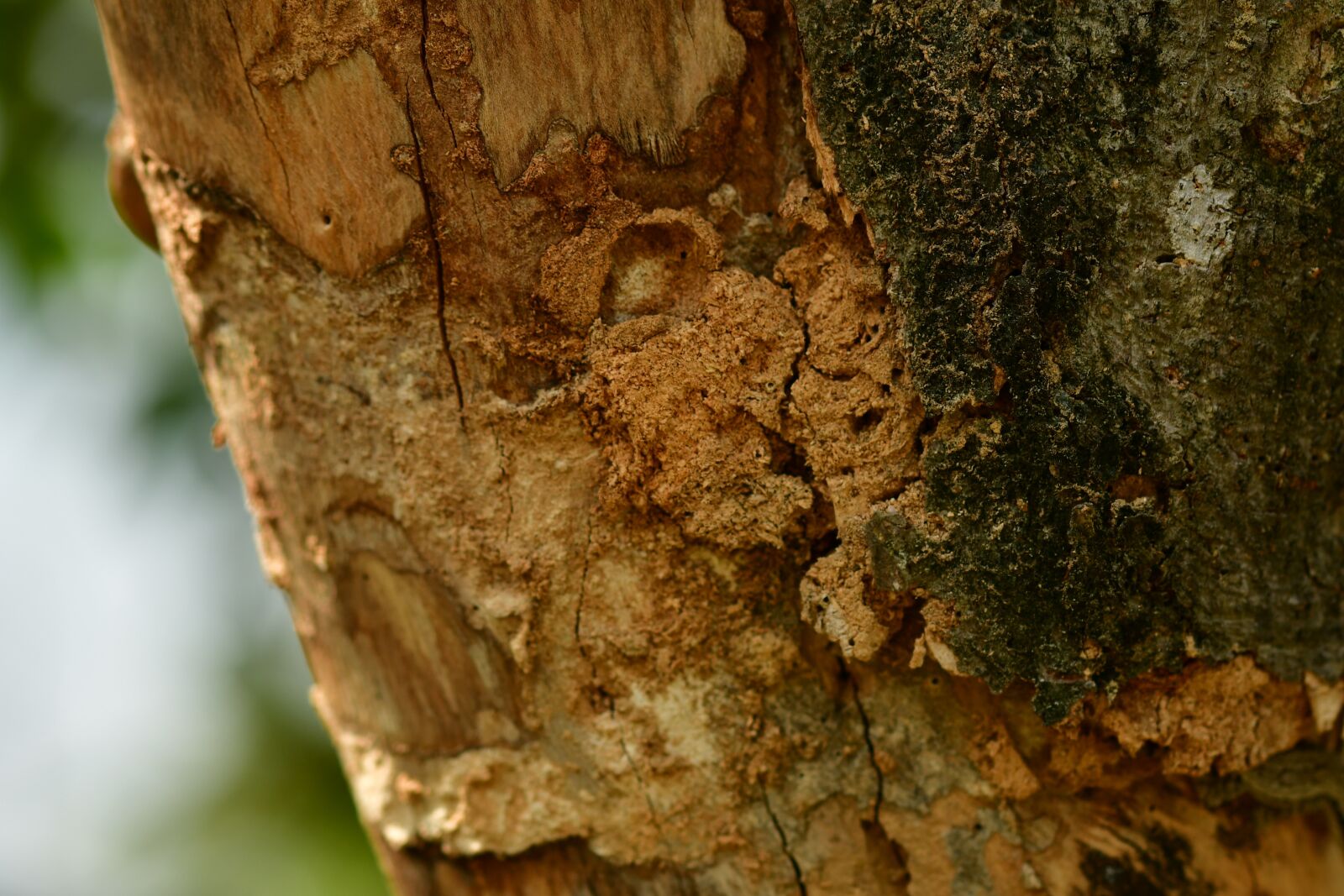 Nikon D500 sample photo. Bark, dry wood, trunk photography