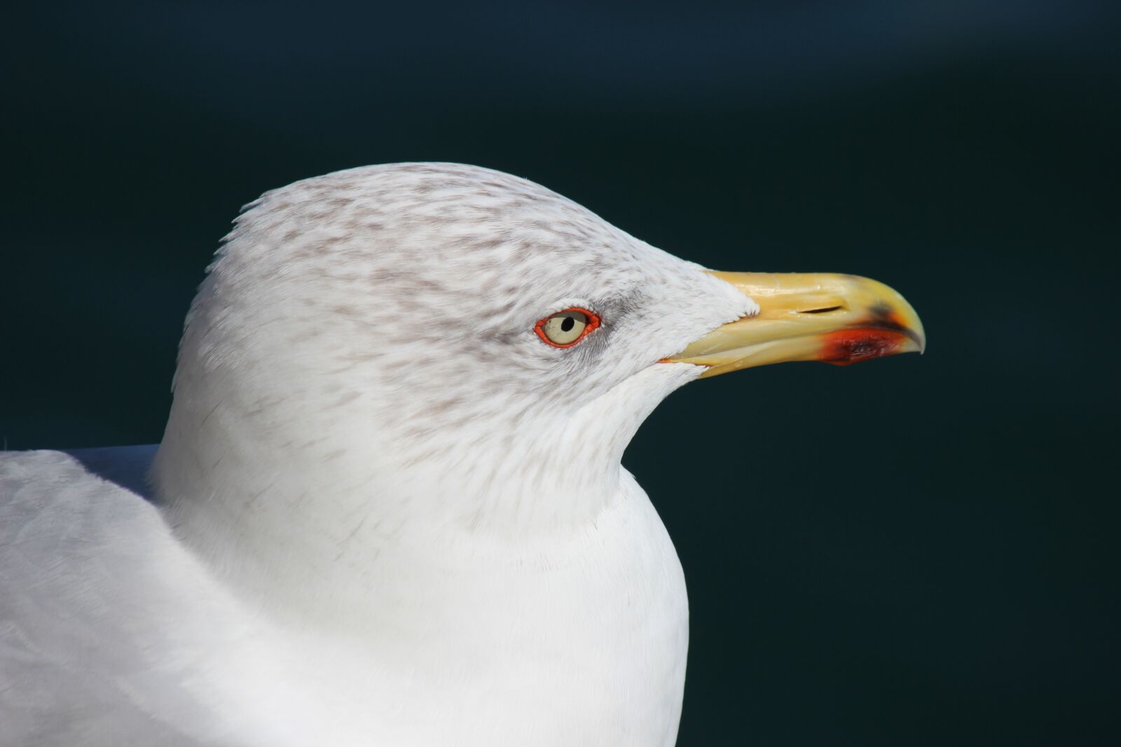 Canon EF-S 55-250mm F4-5.6 IS sample photo. Gull, seagull, summer photography