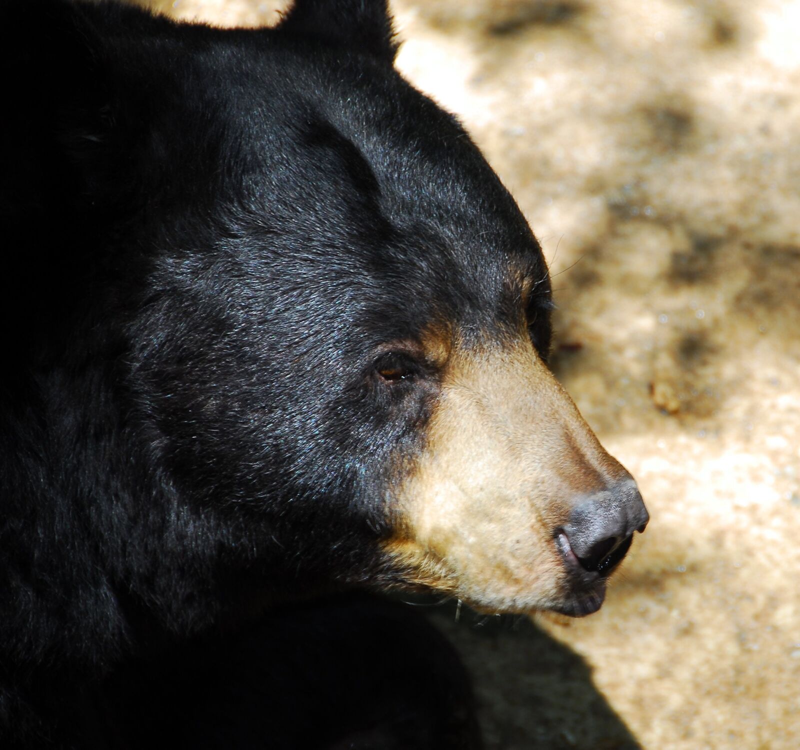 Nikon D200 sample photo. Black bear, animal, wildlife photography