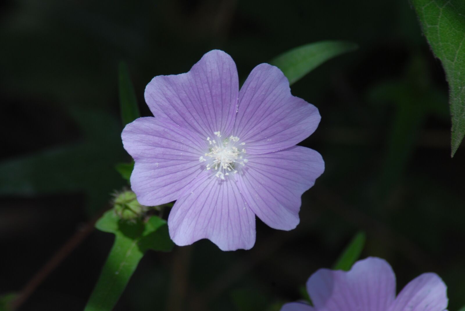 Nikon D200 sample photo. Purple flower regional, alache photography