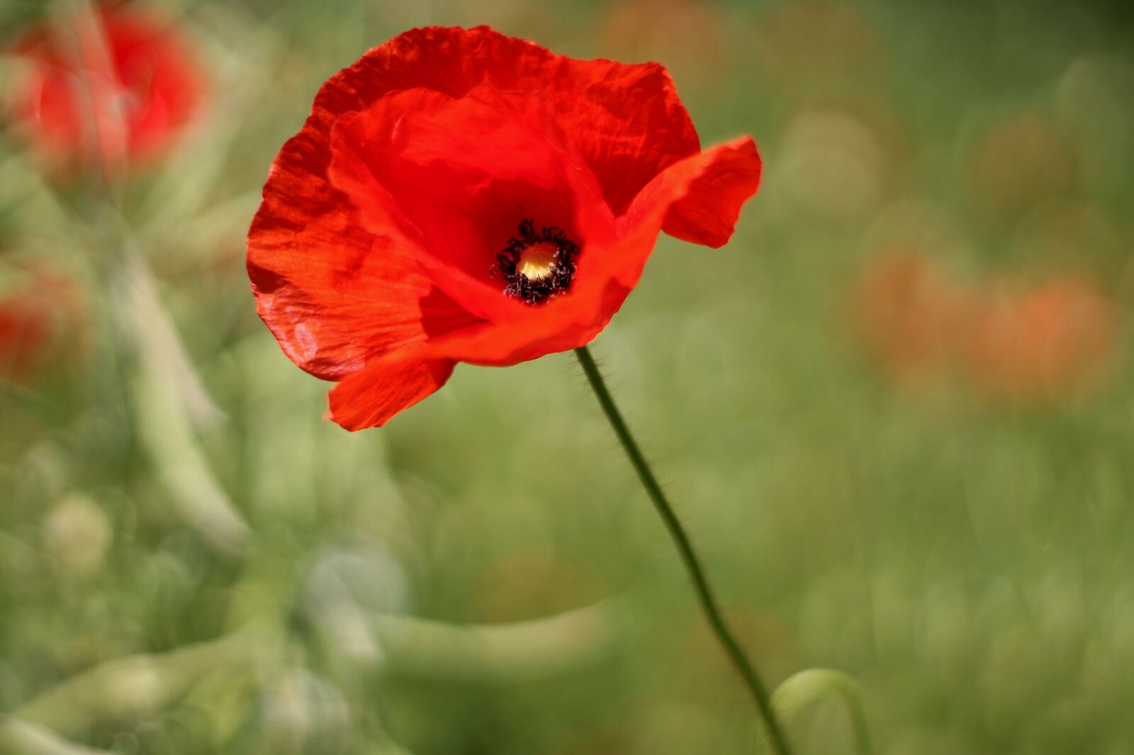Canon EF 50mm F1.8 II sample photo. Red weed, poppy doll photography