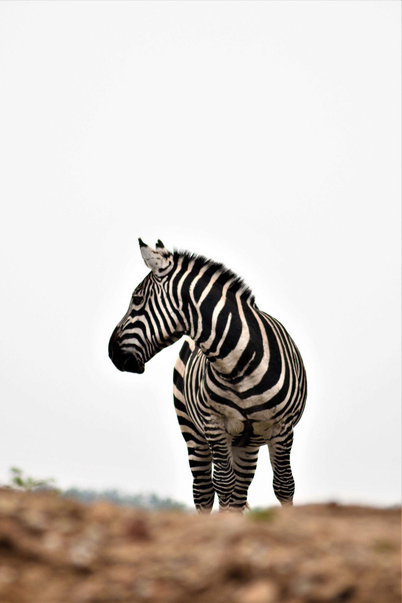 Nikon D7500 sample photo. Zebra, animal, nature photography