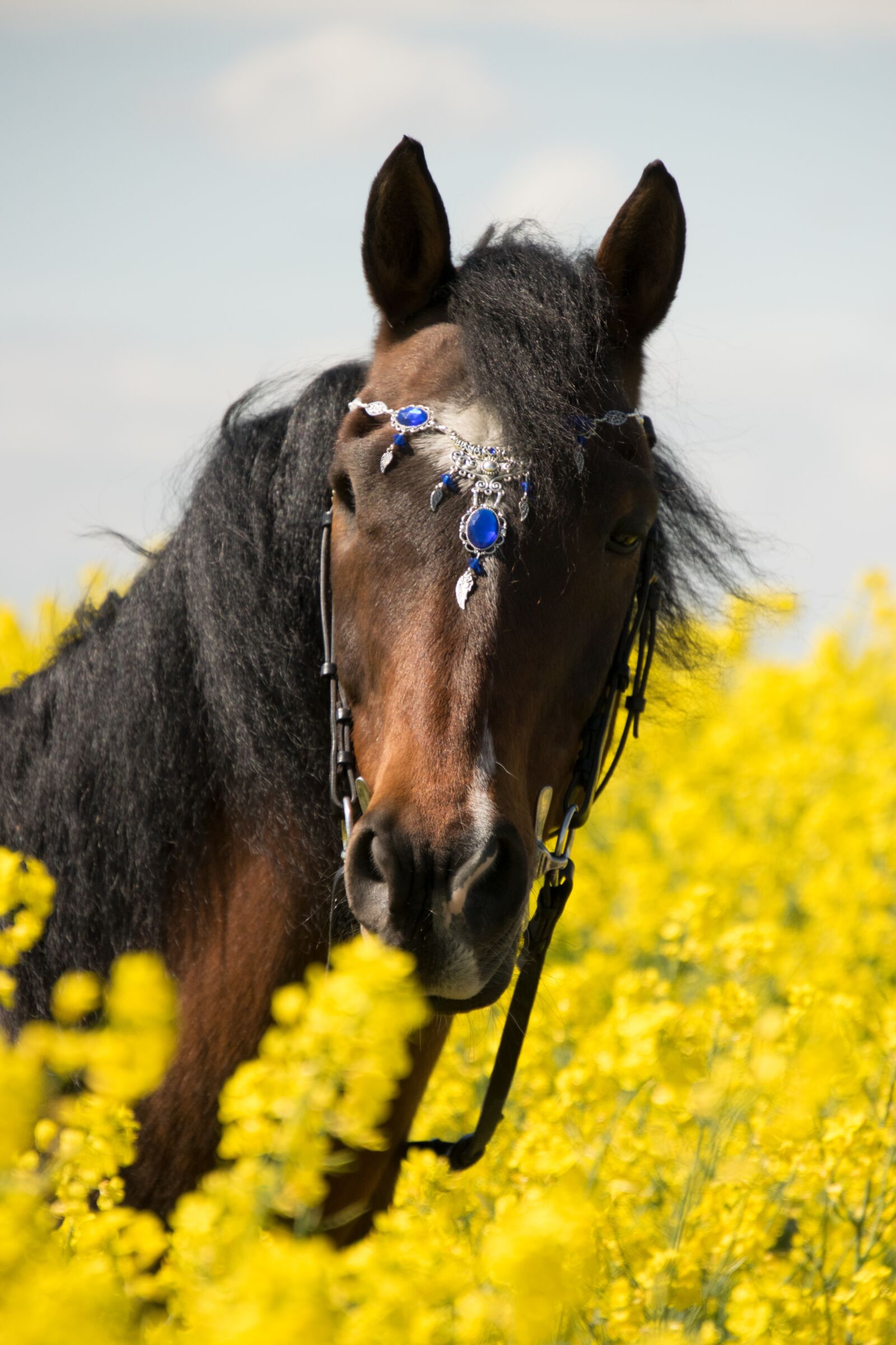 Nikon D3300 sample photo. Nature, oilseed rape, horse photography