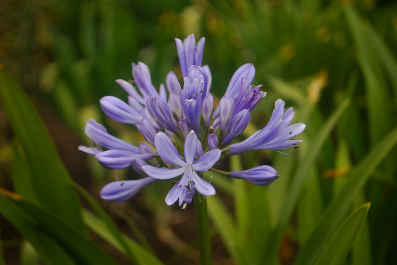 Nikon D60 sample photo. Nature, plant, flower photography