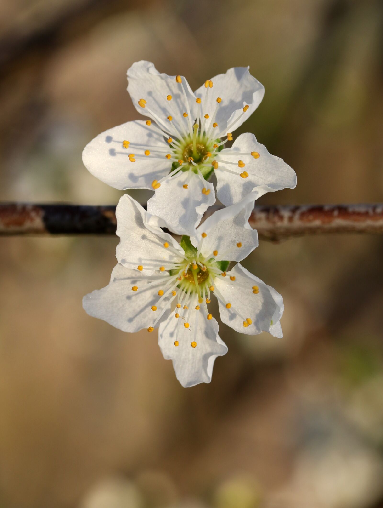 Canon EF-S 60mm F2.8 Macro USM sample photo. Flowers, white, casey photography