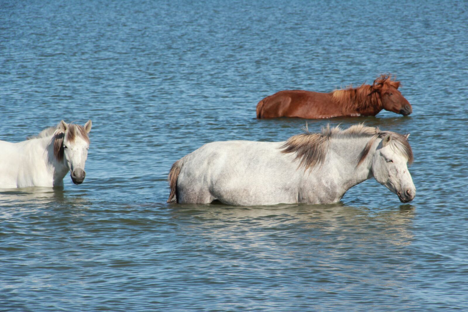 Canon EOS 600D (Rebel EOS T3i / EOS Kiss X5) sample photo. Horses, lake, swimming photography