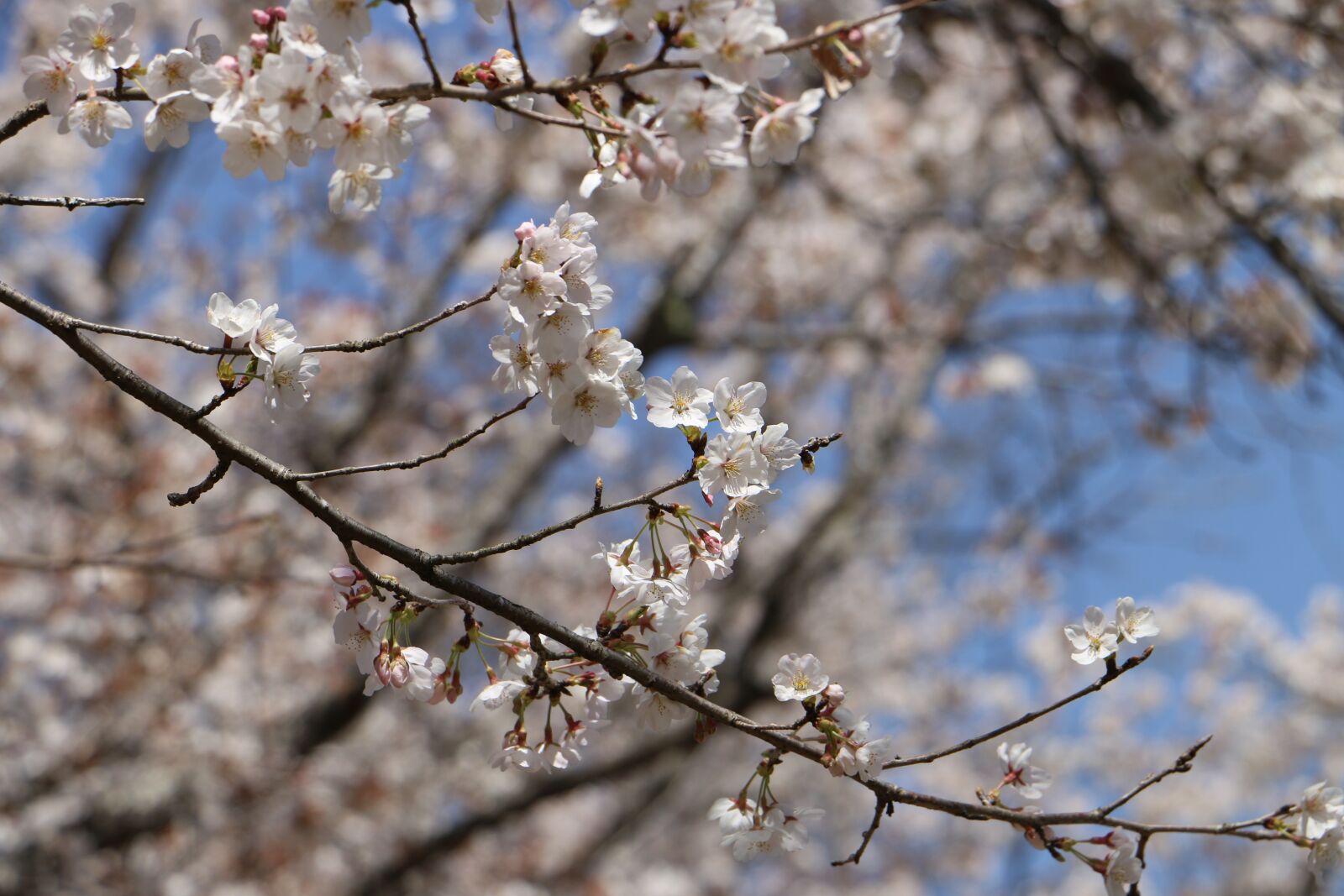 Canon EOS 70D sample photo. Japan, cherry blossoms, flowers photography