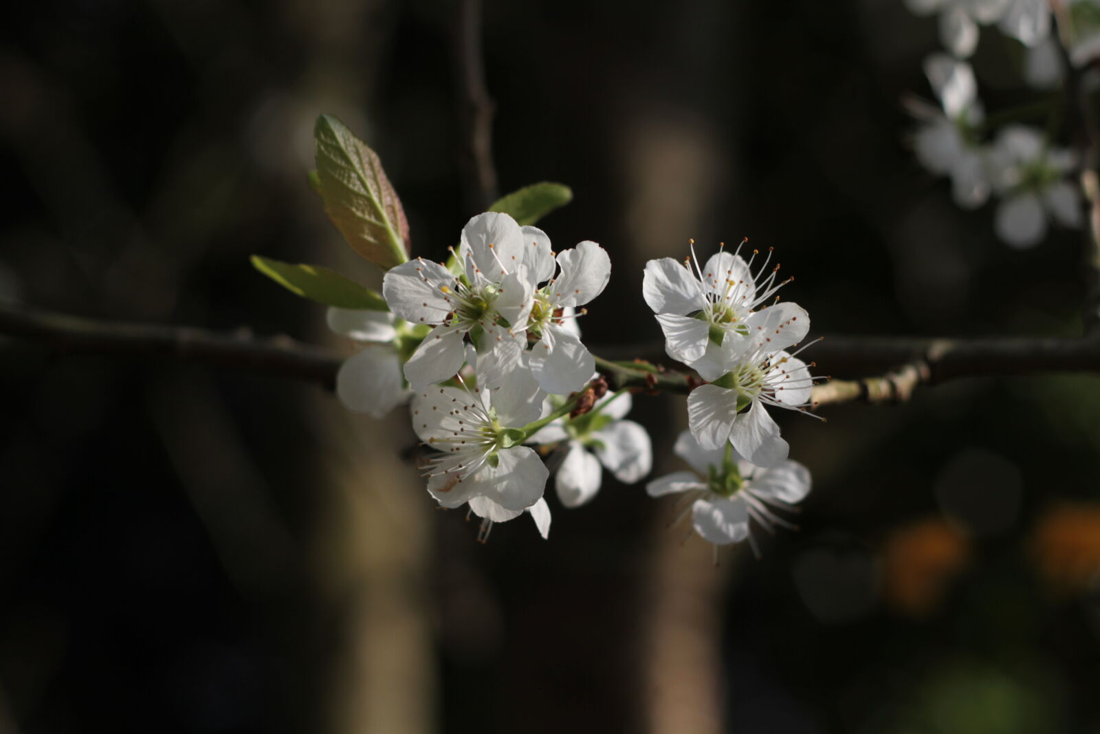 Canon EOS 7D + Canon EF 50mm F1.8 II sample photo. Blossom, england, flowers, greengage photography