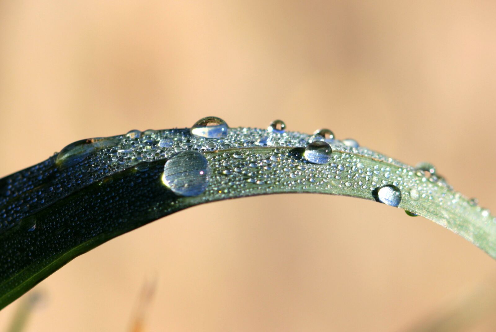 Canon EOS 650D (EOS Rebel T4i / EOS Kiss X6i) sample photo. Grass, blade of grass photography