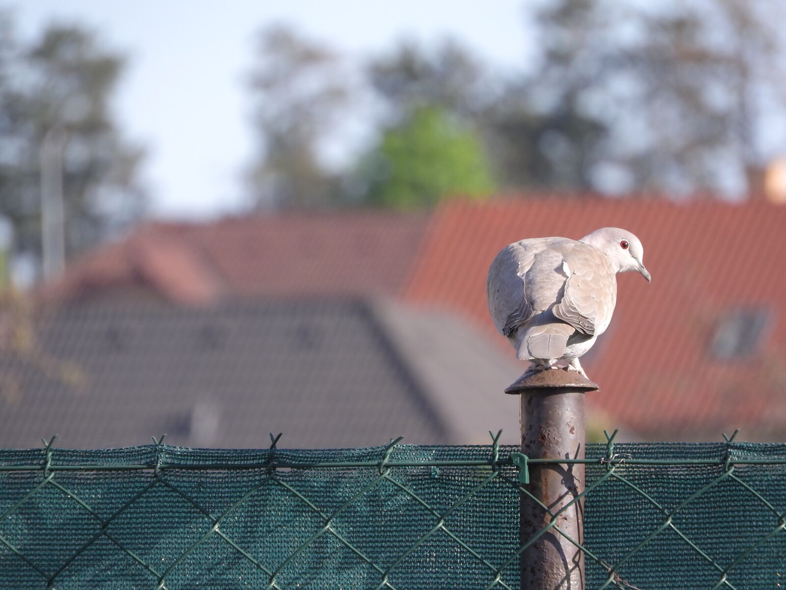 Nikon Coolpix P610 sample photo. Dove, streptopelia decaocto, pigeon photography