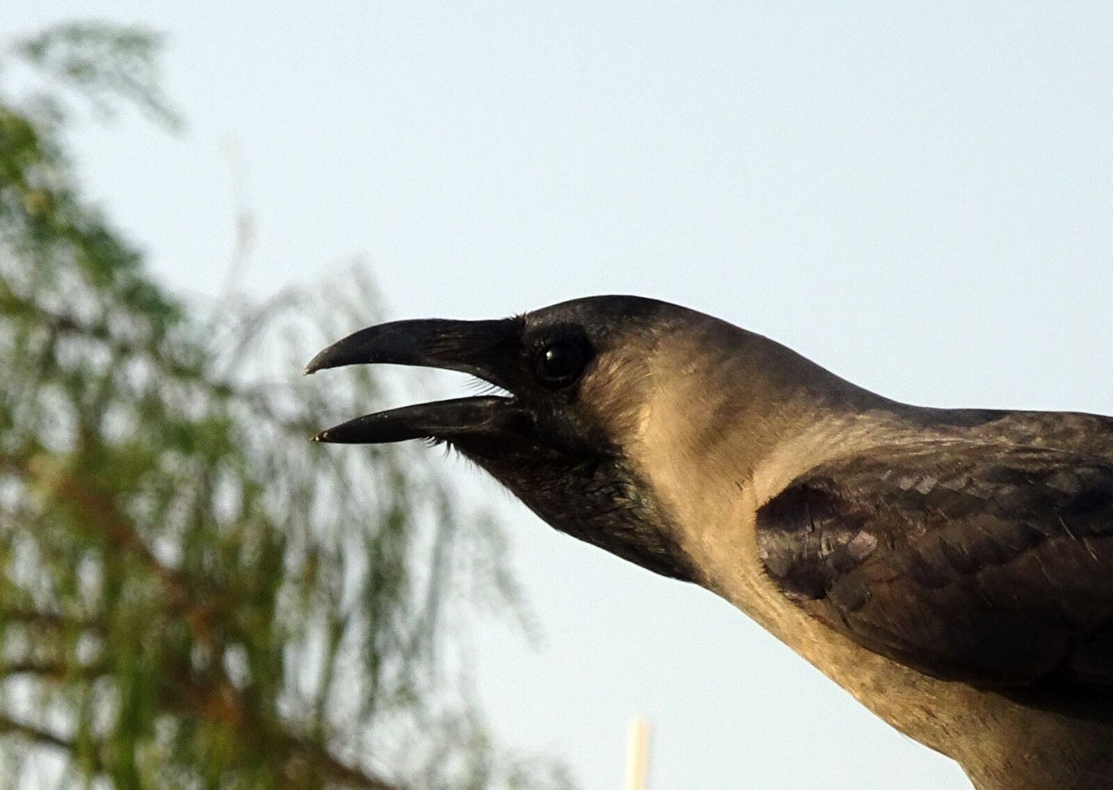 Sony Cyber-shot DSC-HX90V sample photo. Bird, crow, house crow photography