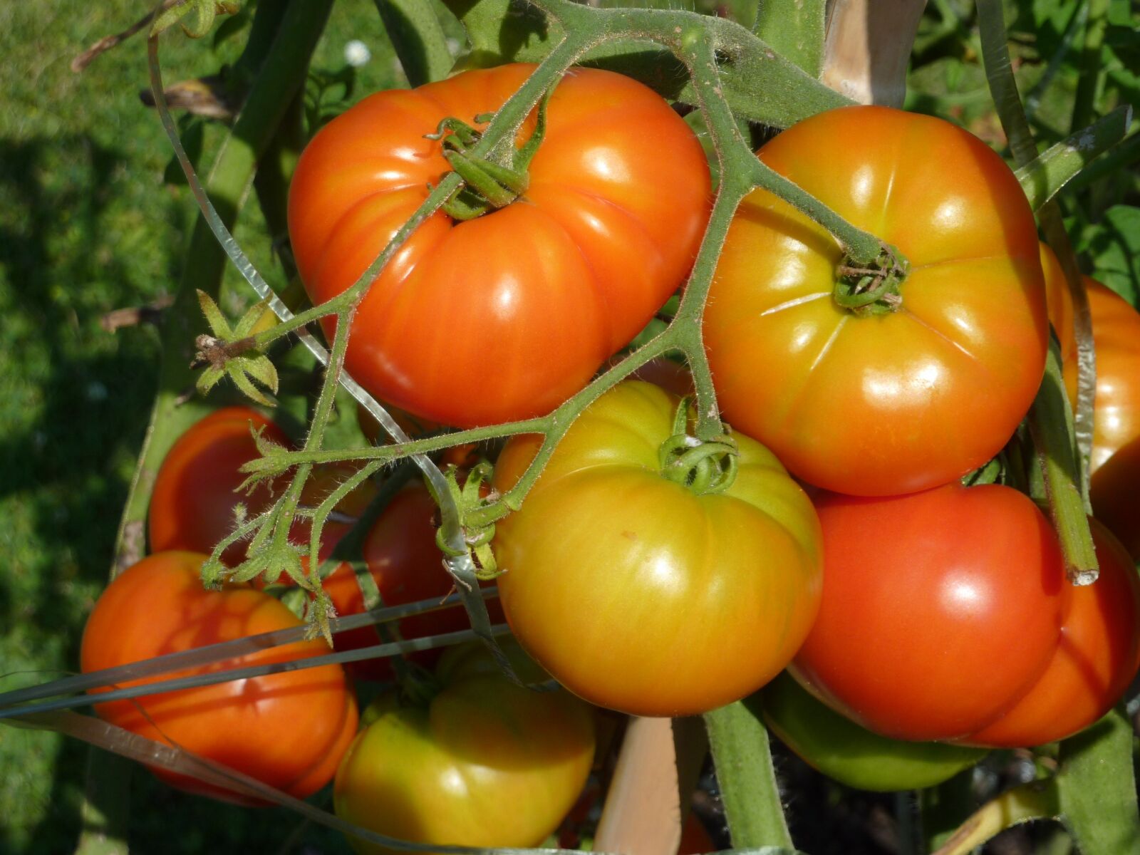 Panasonic DMC-TZ7 sample photo. Tomatoes, vegetable garden, vegetables photography