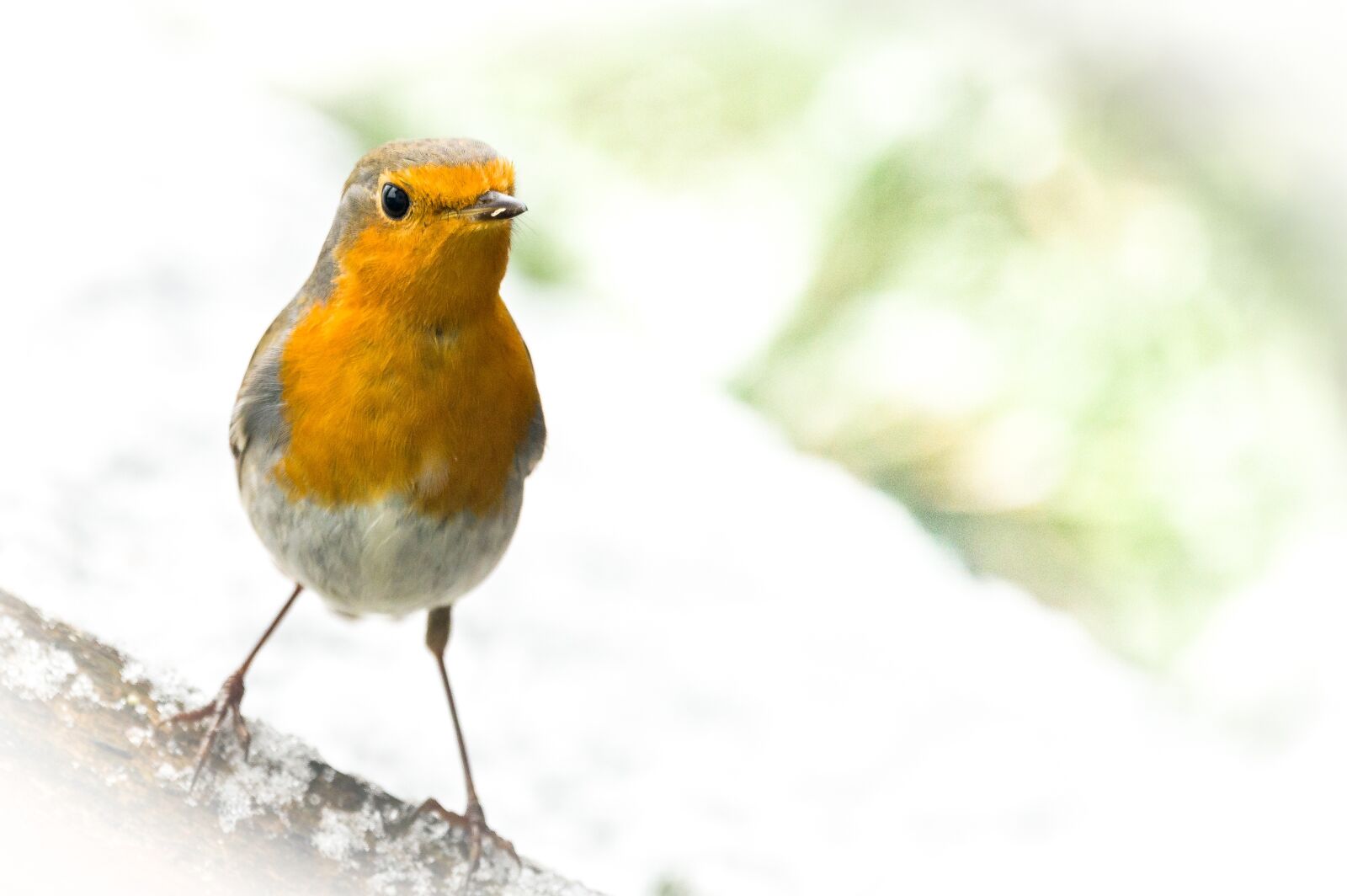 Nikon D800 sample photo. Red goblets, bird, feather photography