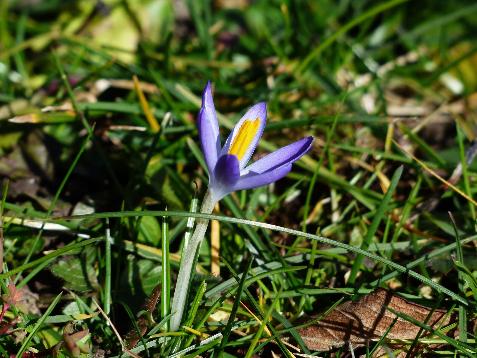 Panasonic Lumix DMC-FZ200 sample photo. Crocus, blossom, bloom photography