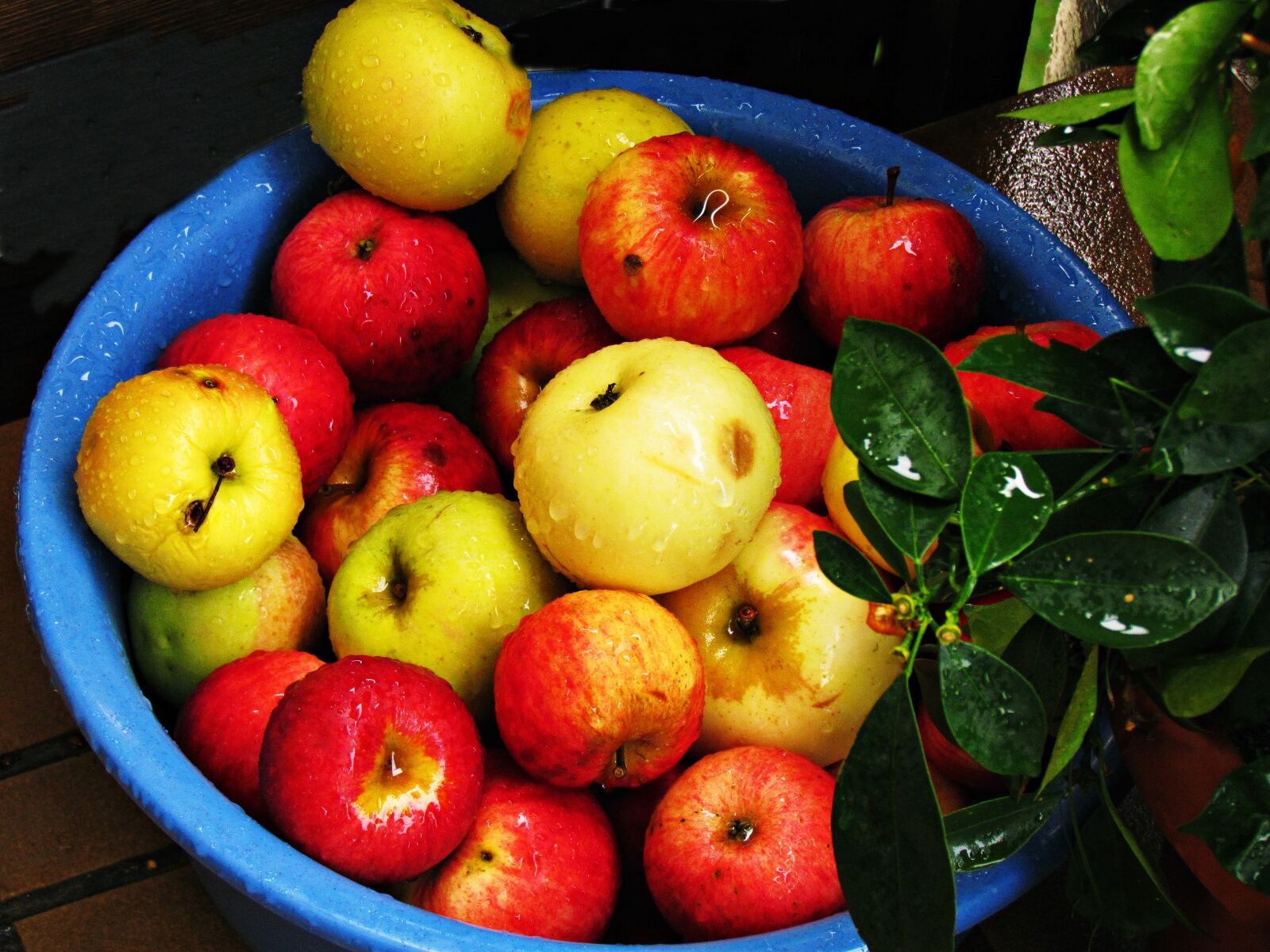 Canon PowerShot SX30 IS sample photo. Apples, a collection of photography