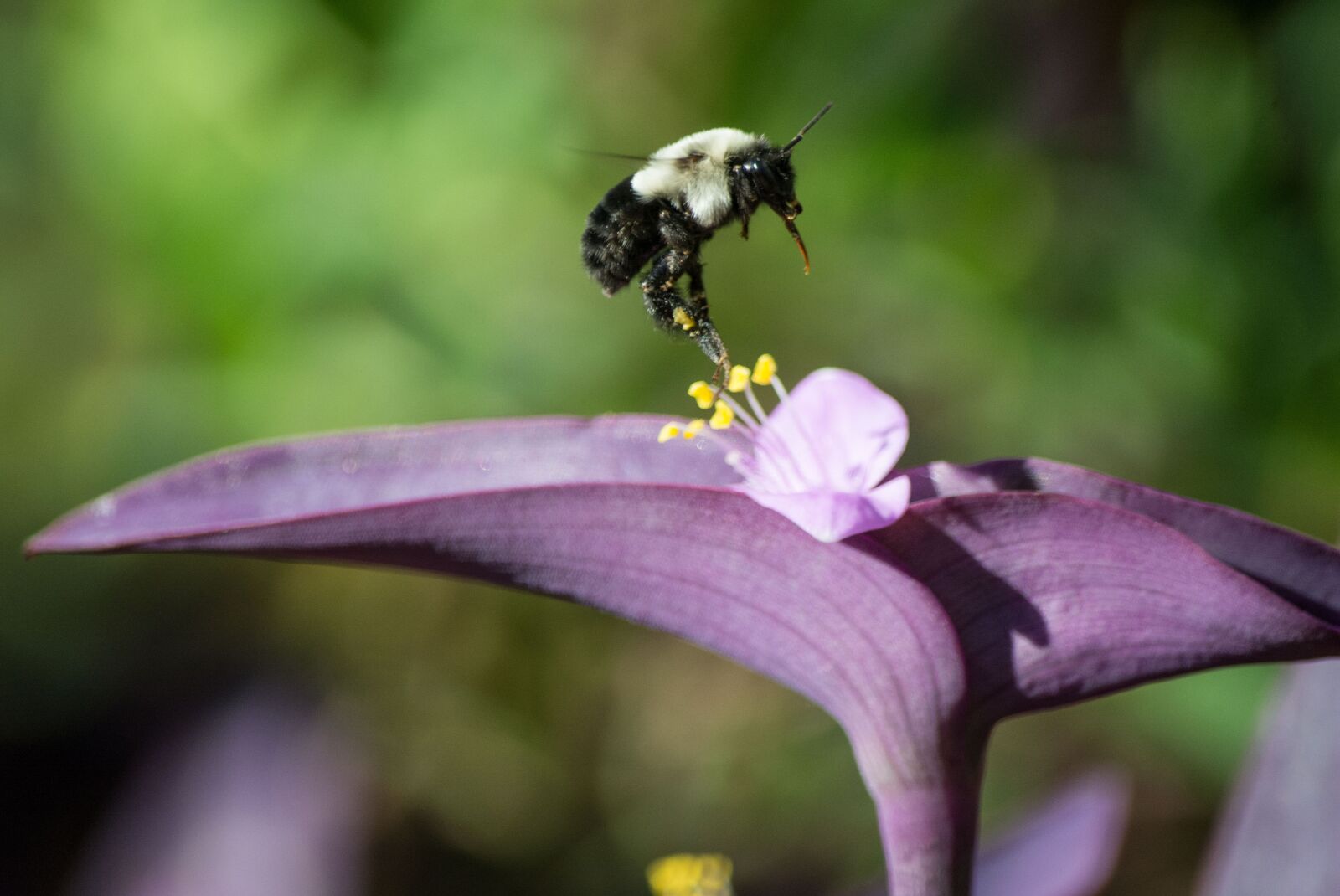 Nikon D7100 sample photo. Bumblebee, flower, insect photography