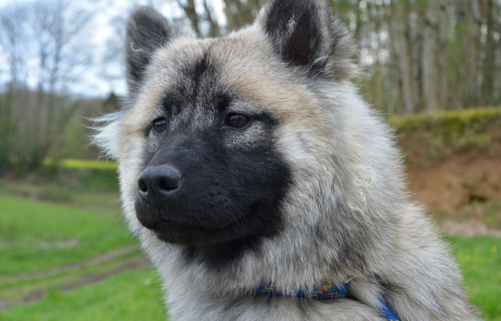 Nikon D5200 sample photo. Dog, bitch nova, dog photography