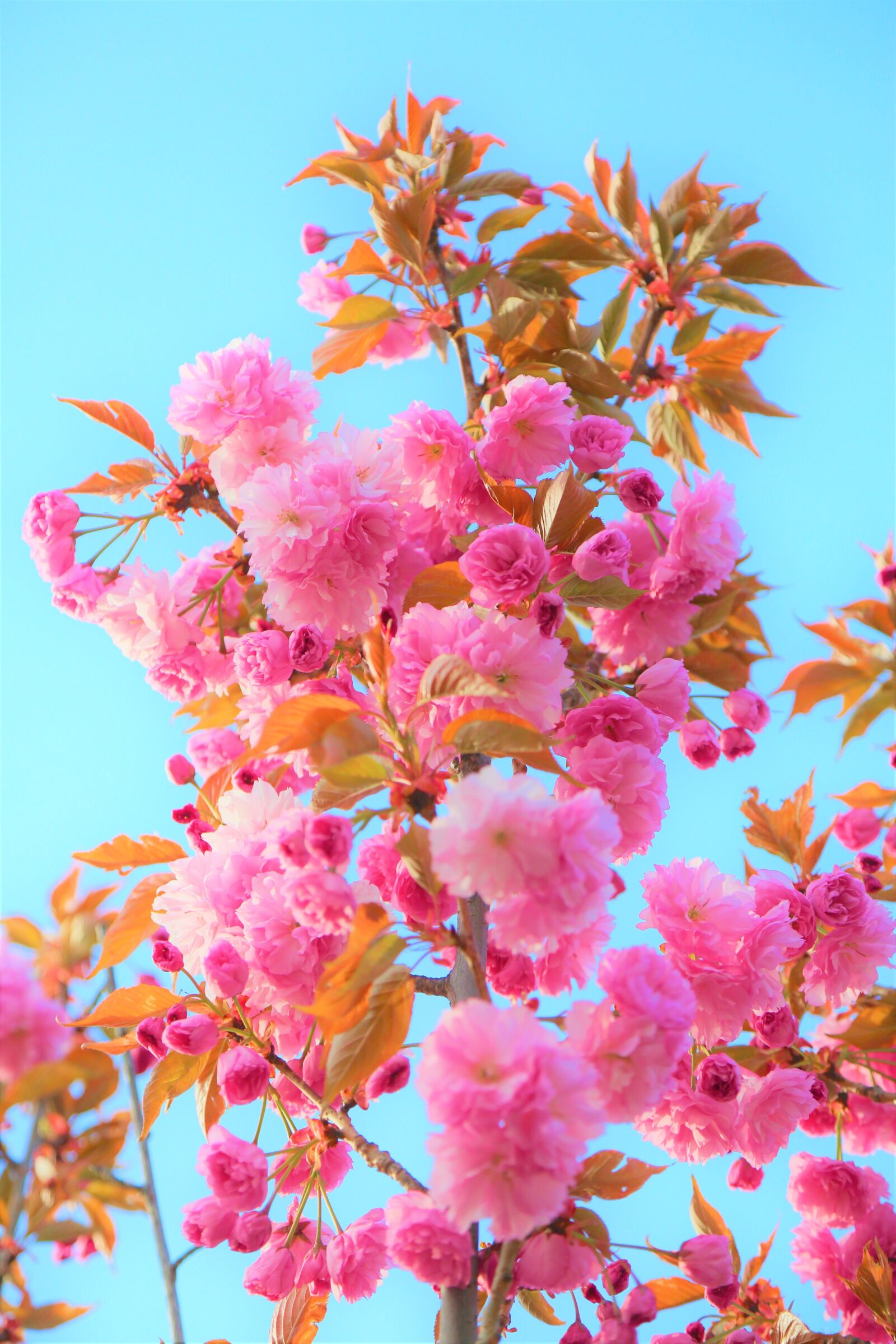 Canon EF 24-105mm F4L IS USM sample photo. Flowers, spring, nature photography