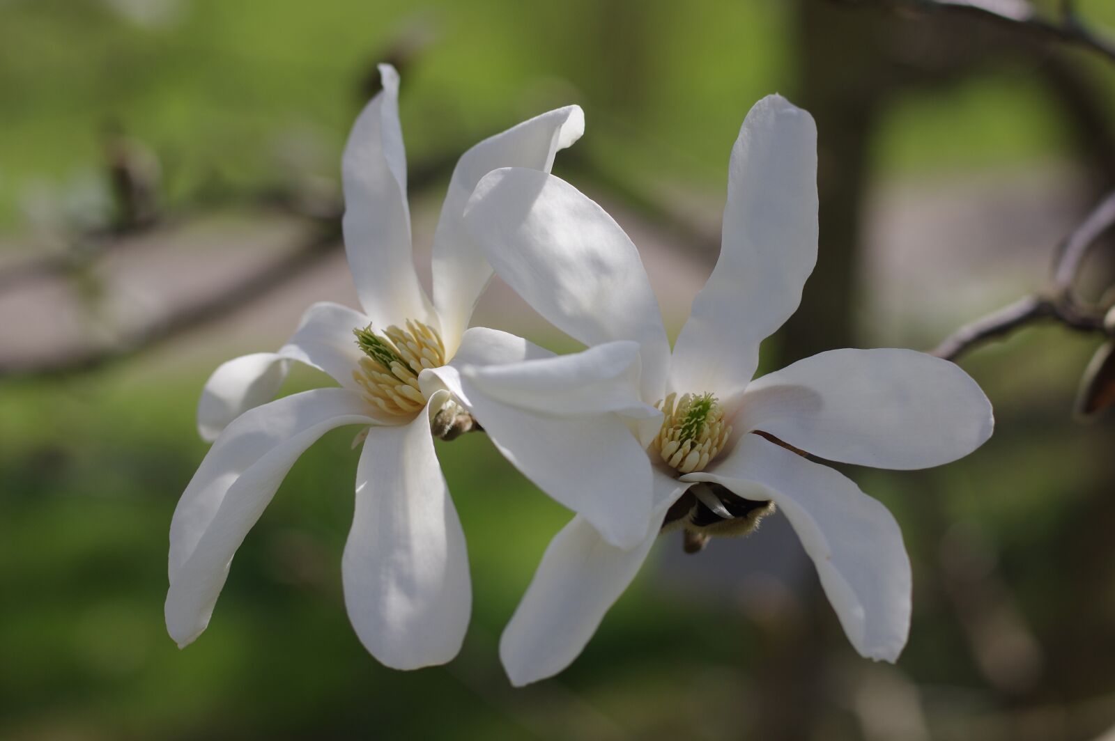 Pentax K-3 sample photo. Nature, flower, plant photography