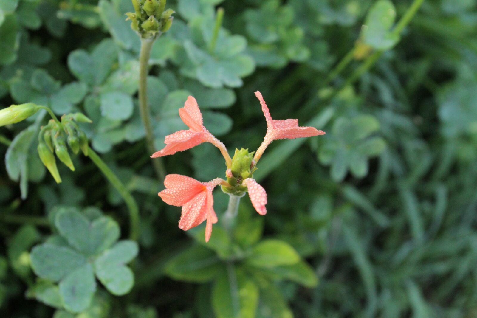 Canon EOS 7D sample photo. Fullerton arboretum, plants, nature photography
